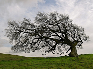 windy-tree